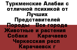 Туркменские Алабаи с отличной психикой от Лучших Представителей Породы - Все города Животные и растения » Собаки   . Карачаево-Черкесская респ.,Карачаевск г.